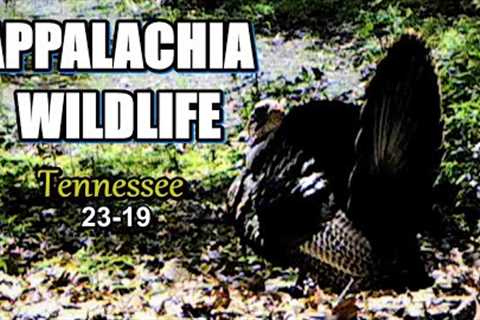Appalachia Wildlife Video 23-19 from Trail Cameras in the Foothills of the Great Smoky Mountains