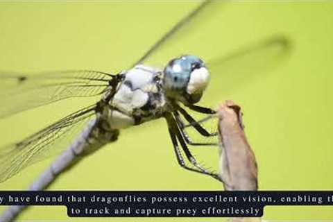 Dragonfly Dreams: Imagining the Future of Drone Technology