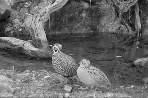 Dead End Creek  (Wildlife on my Trail cameras)