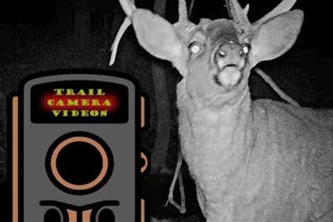 Trail Camera Video Montage of Wildlife in the Blue Ridge Mountains of Western Virginia