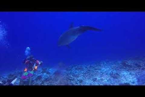 Rangiroa November 2021 Scuba Diving
