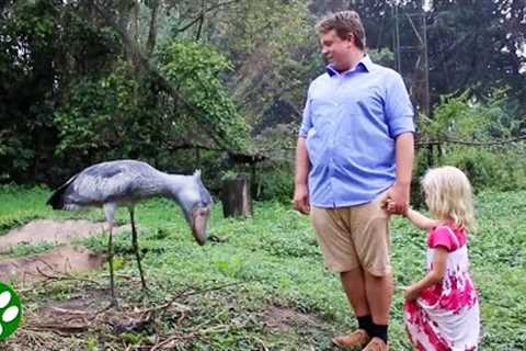 Meeting a modern day dinosaur