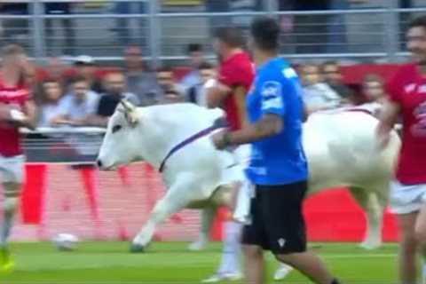 A bull escaped during a rugby league warm up Catalans vs St Helens