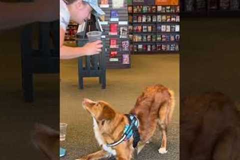 If this isn’t an impressive dog trick… I don’t know what is!! 😱
