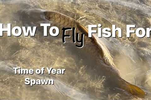 How to Fly Fish for Carp - Time of Year and fishing the spawn