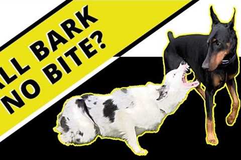 Maniac to moderate in ONLY 1 hour session - Reduction in Fear, aggression, protection &amp; herding.