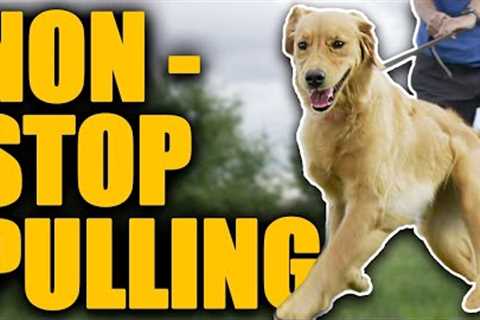 Leash Walking Training For Dogs That Are ALWAYS Pulling!