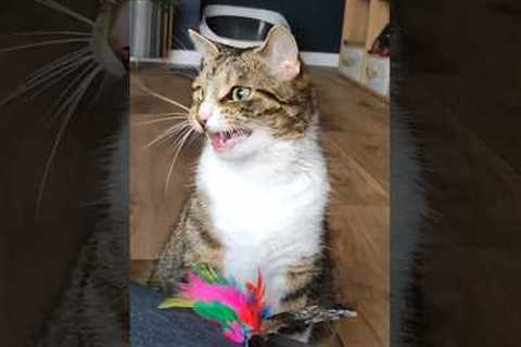 He is a bit more mischievous 😜😍                        #animals #asmr #ytshorts #shorts #viral..