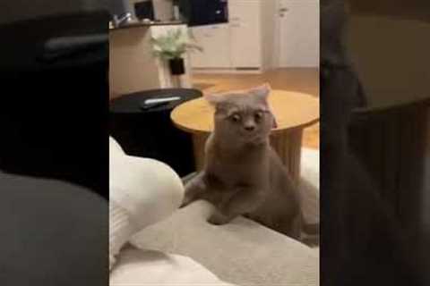 Pet product reviews: Honest Reviews of the Best Pet Products on the Market | #funny