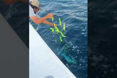 How To Gaff A Massive 80lb Yellowfin Tuna #shorts