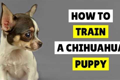 How to Train a Chihuahua Puppy - Best Tips in 2023