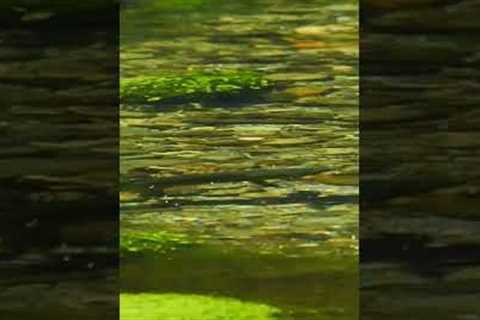 Spring Creek Dry Fly Fishing - Summer Dry Fly Fun!