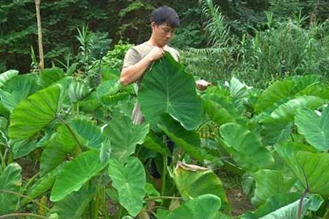 Taro plants grow huge after 60 days of long care - Finishing the concrete walkway