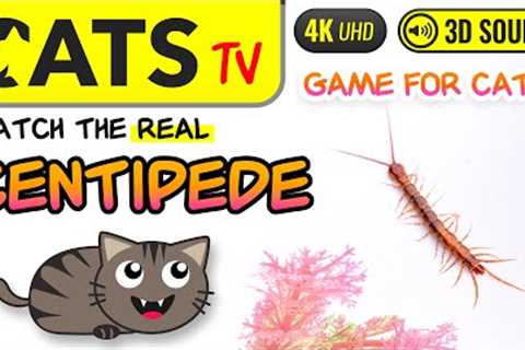 GAME FOR CATS - Catch Real Centipede 🙀🪱 4K [Cats TV]
