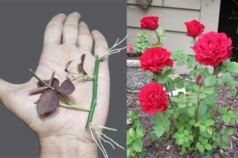Gardening tips tiny 🌹 branch propagation with rooting harmone/
