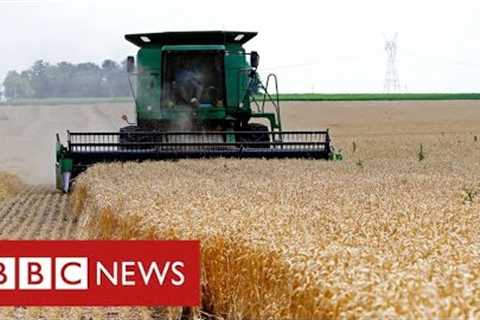 Ukraine War creating “global food crisis” says world trade body - BBC News