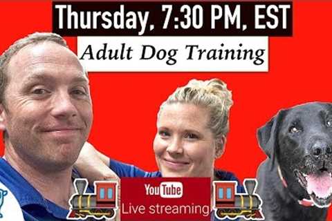 How To Train An Older Dog To Listen - Professional Dog Training Tips