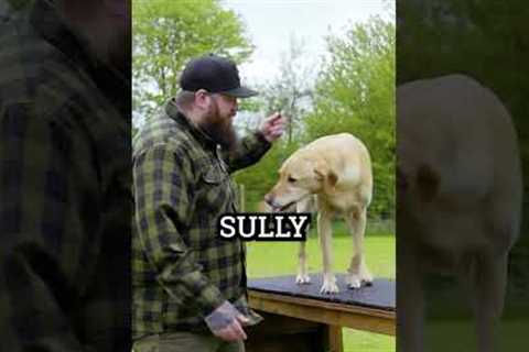 You Should Train These Things With Your Dog Everyday