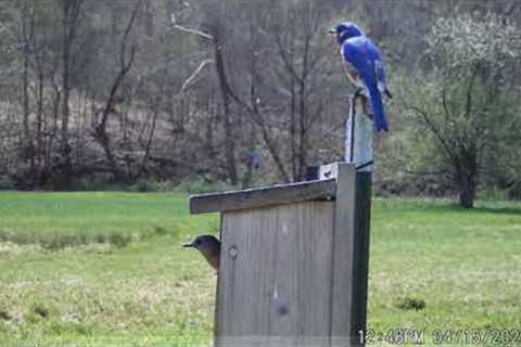 West Virginia trail camera videos. April 2023