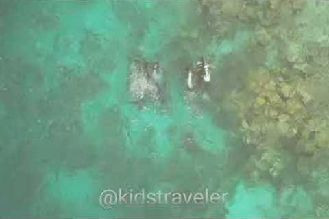 Scuba Diving in Maldives
