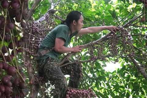 Harvest forest fruits and bring them to the market to sell, survival alone
