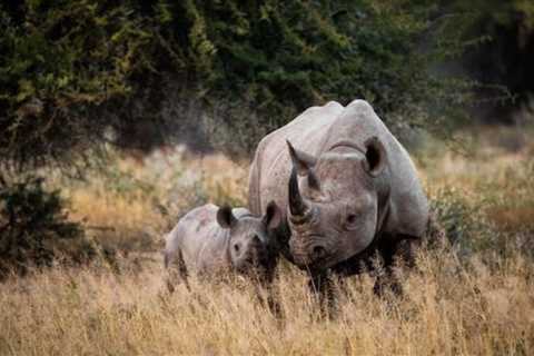 What is the best plan for a place like Kruger National Park