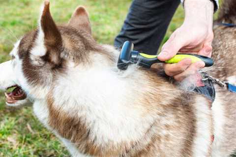 How to stop your pets from tracking mud into your house
