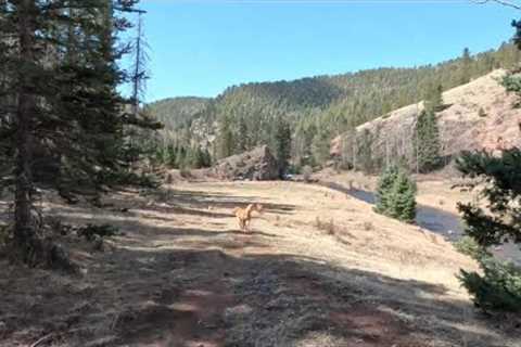 Colorado Fly Fishing Small Creek With Aggressive Brown Trout!!!