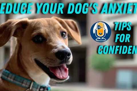 Reduce Anxiety and Grow Your Dogs Confidence with these Pro Dog Training Tips #79