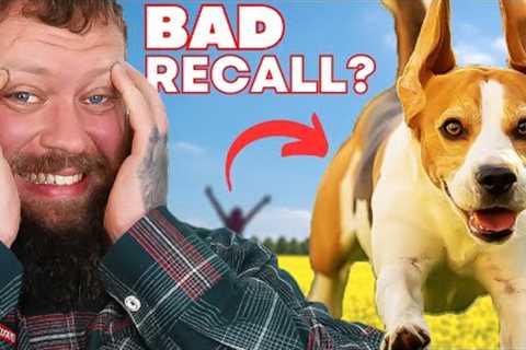 How To Stop Your Dog Running Away! - Perfect Recall