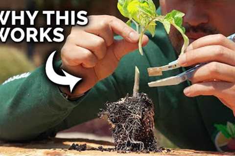 A Tomato Growing Trick That Seems Insane, But Works Like a Charm