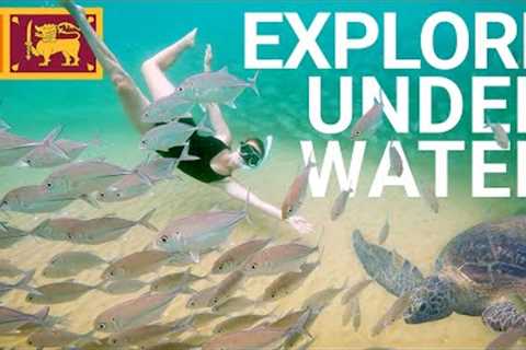 Discover the underwater world of Sri Lanka | Scuba diving on the West coast