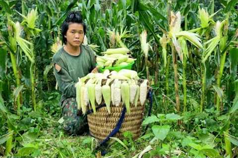 Harvest corn to bring to the market to sell, survival skills