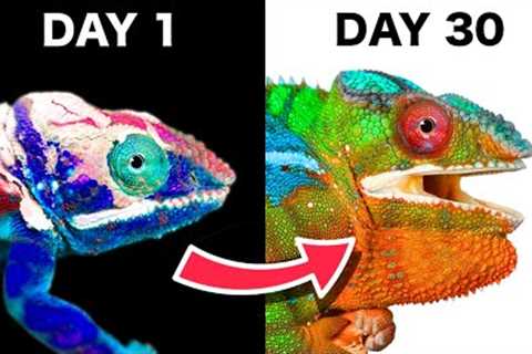 30 Days Ago I Got a Chameleon, Here’s What Happened