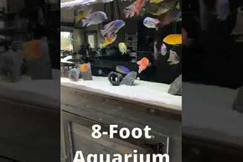 Living With HUGE Fish Tanks! Walk Into My House with Me!