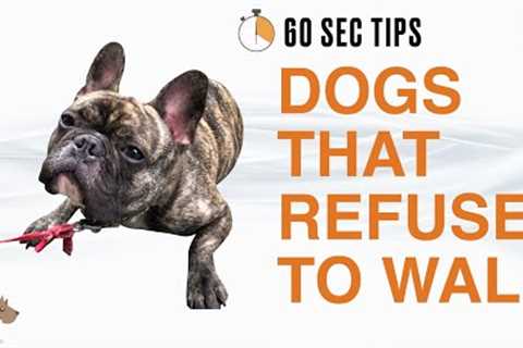DOGS THAT REFUSE TO WALK - 60 SEC Dog Training Tips #16
