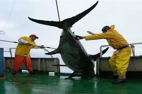 Most Satisfying Giant Swordfish Fishing Videos - Big Catch Swordfish Strongest on The Sea