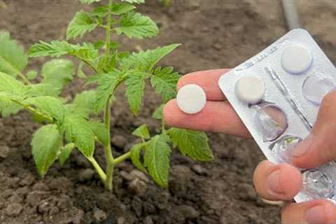 Tomatoes, Cucumbers, Peppers will immediately grow, will not get sick and will give a big harvest