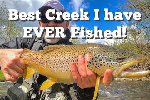 This creek was  INFESTED with HUGE BROWN TROUT!! Fly Fishing Streamers Central NY