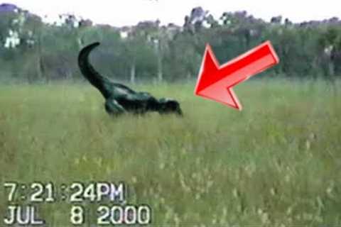 Strange Creatures Caught on Tape that Science Cannot Explain.