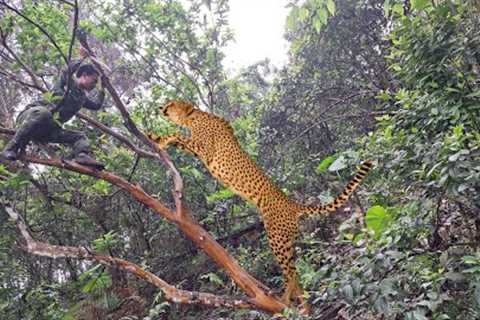 Survival Skills | Pitch A Tent In Rock Cave, Encounter A Leopard And The End | Primitive Instinct
