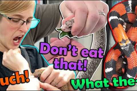 Weird Things that Happen at Snake Discovery (Shenanigans Ep. 1)