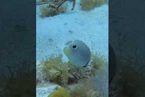 Short: Scuba Diving The British Virgin Islands, Black Forest