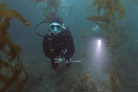 Channel Islands! Scuba diving!