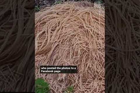 Hundreds of Pounds of Pasta Found in New Jersey Woods