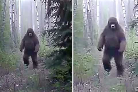 This Man Looked Through His Trail Camera But Couldn't Explain What It Had Captured In These Woods