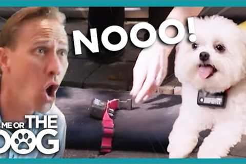 Owner Upset when Victoria Shatters Dog's Shock Collar | It's Me or The Dog