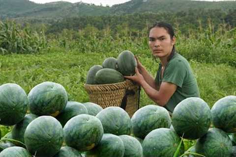 Harvest watermelons and bring them to the market to sell, survival alone