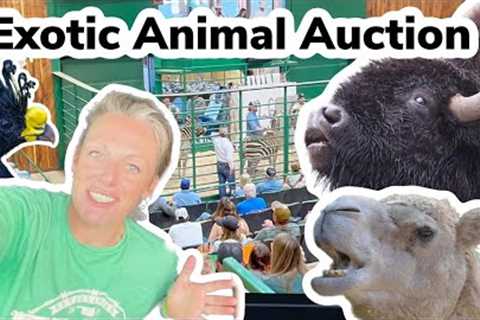 Head With Us To The Exotic Animal Auction