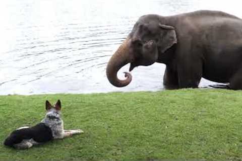 The cutest animal friendships from around the world